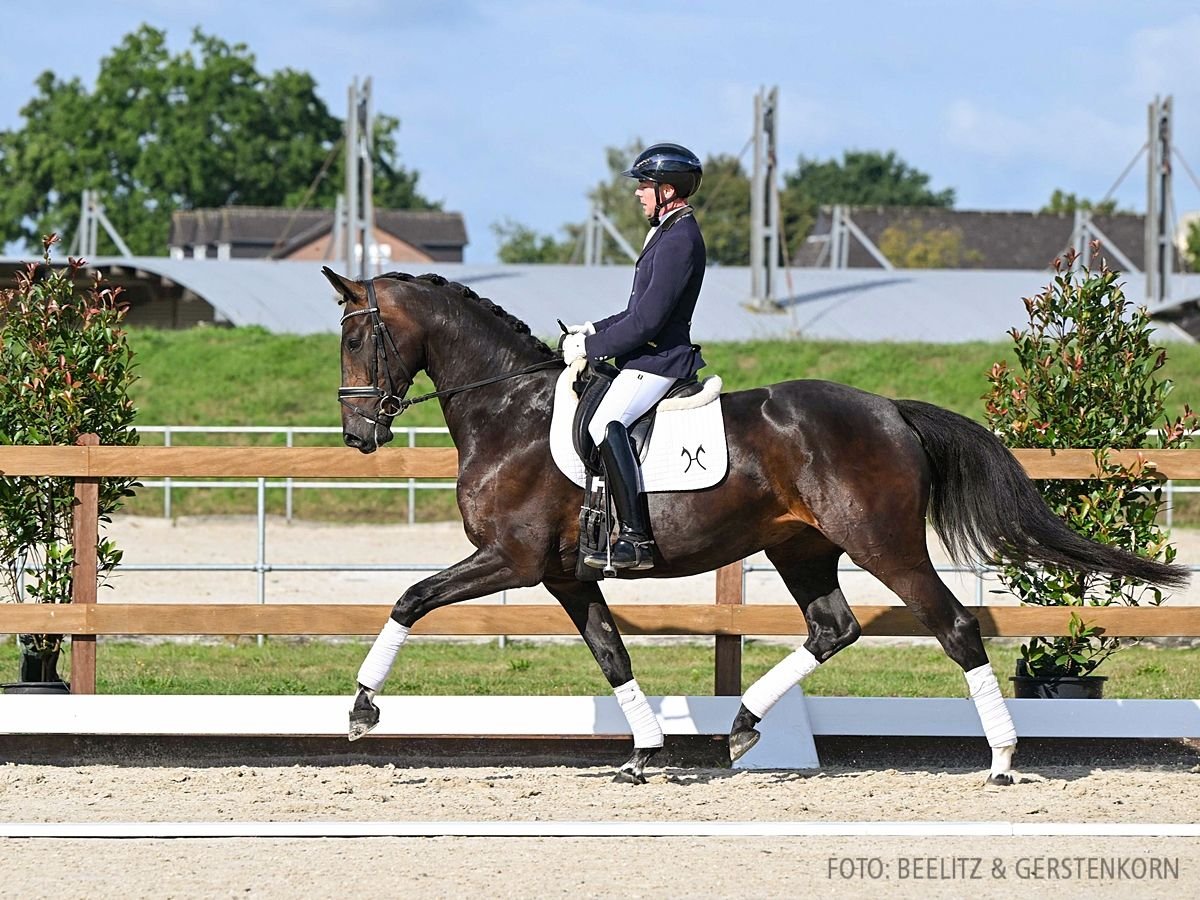 Hanoverian Mare 4 years 16,2 hh Bay-Dark in Verden