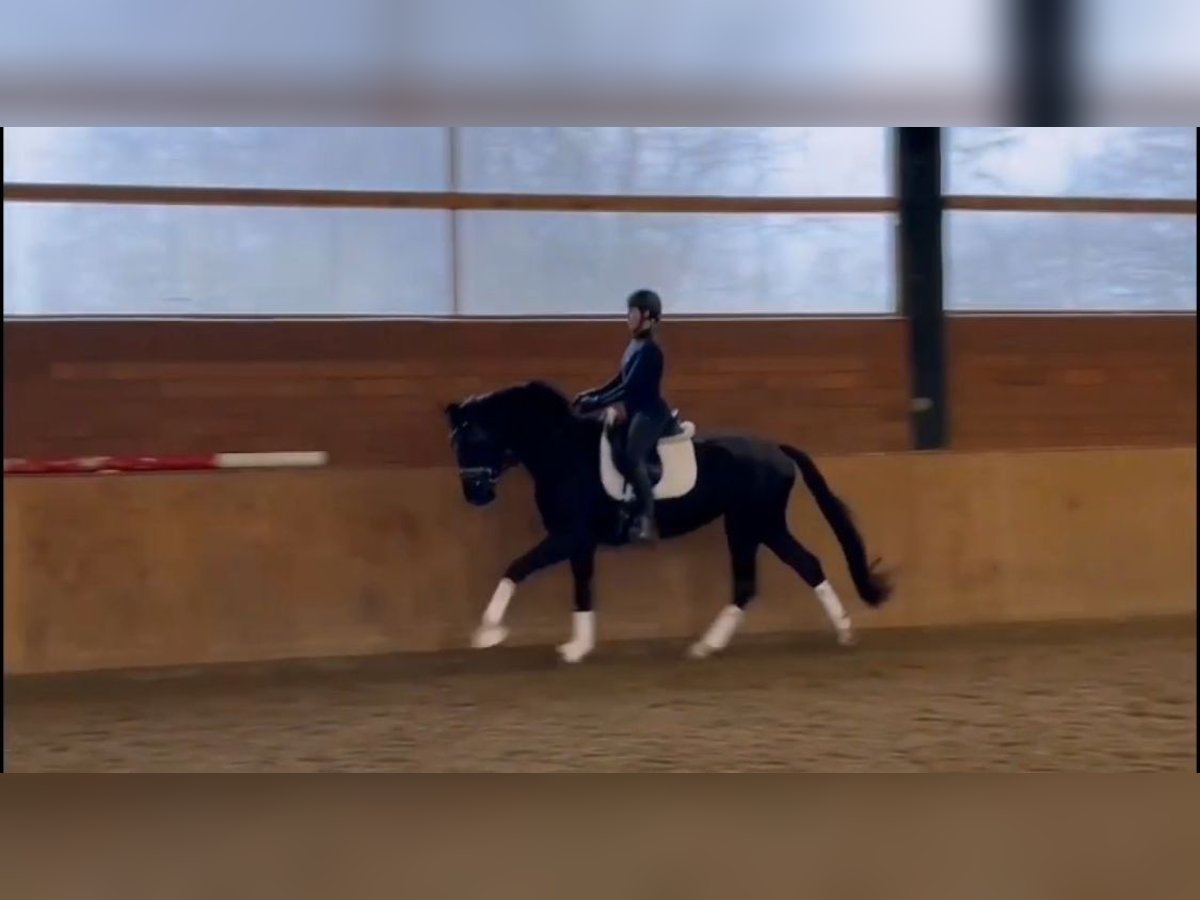 Hanoverian Mare 4 years 16,2 hh Black in EnnigerlohEnnigerloh