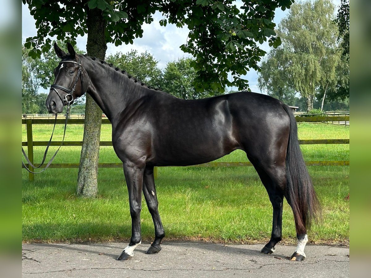 Hanoverian Mare 4 years 16,2 hh Black in Weyhe