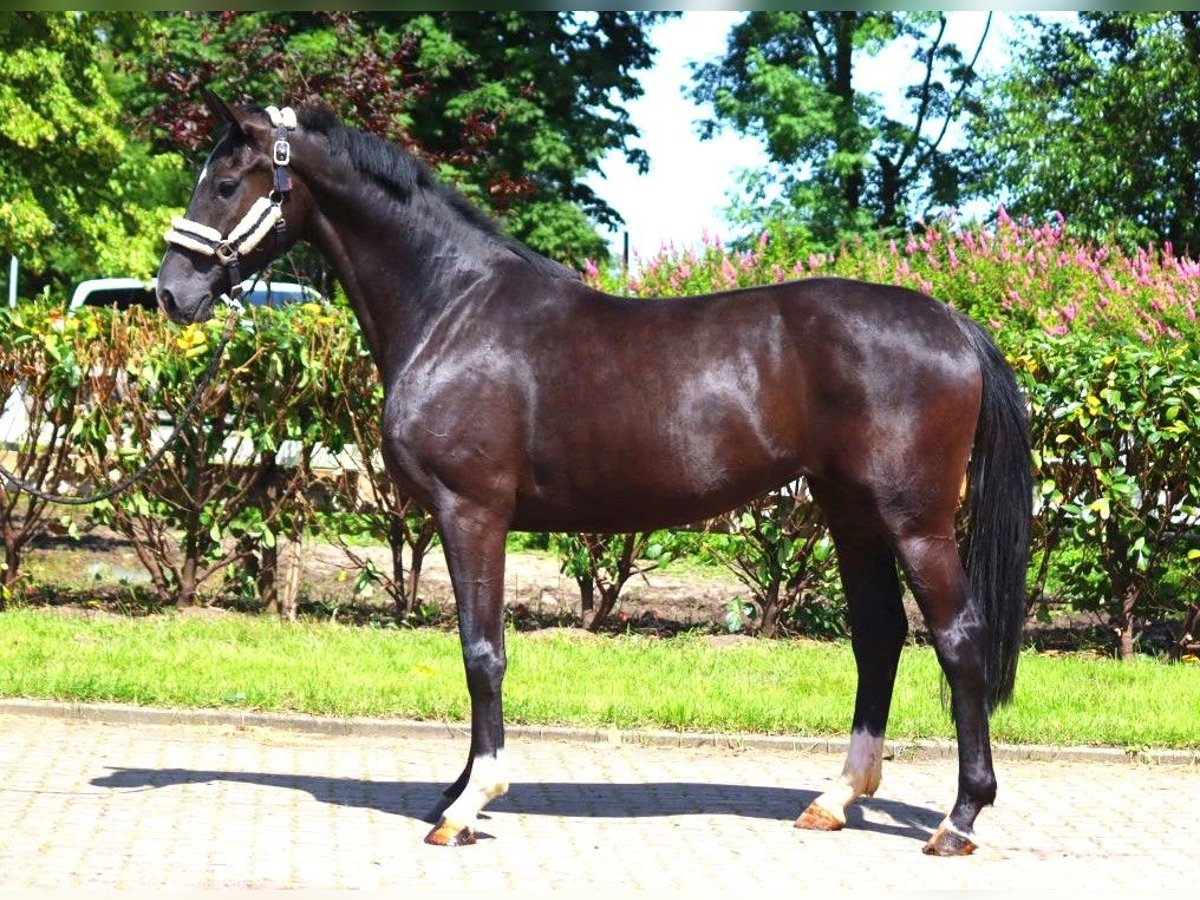 Hanoverian Mare 4 years 16,2 hh Black in Selsingen