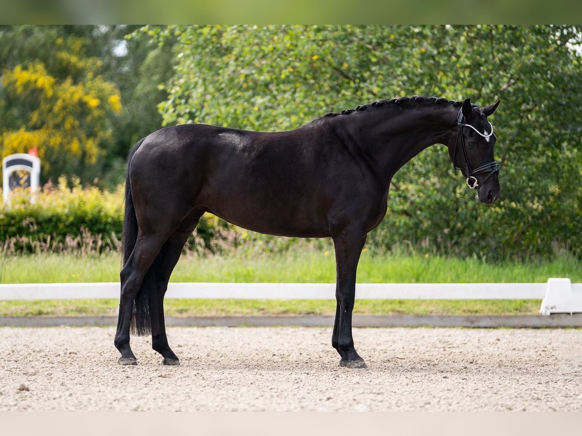 Hanoverian Mare 4 years 16,2 hh Black in Vechta