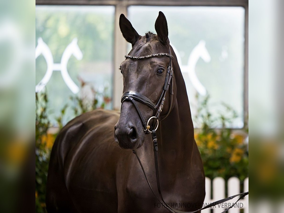 Hanoverian Mare 4 years 16,2 hh Black in Verden