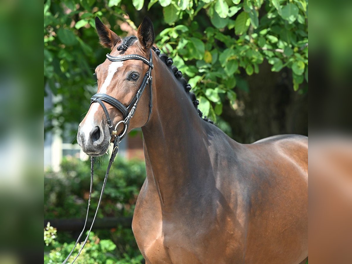 Hanoverian Mare 4 years 16,2 hh Brown in Bad Bevensen