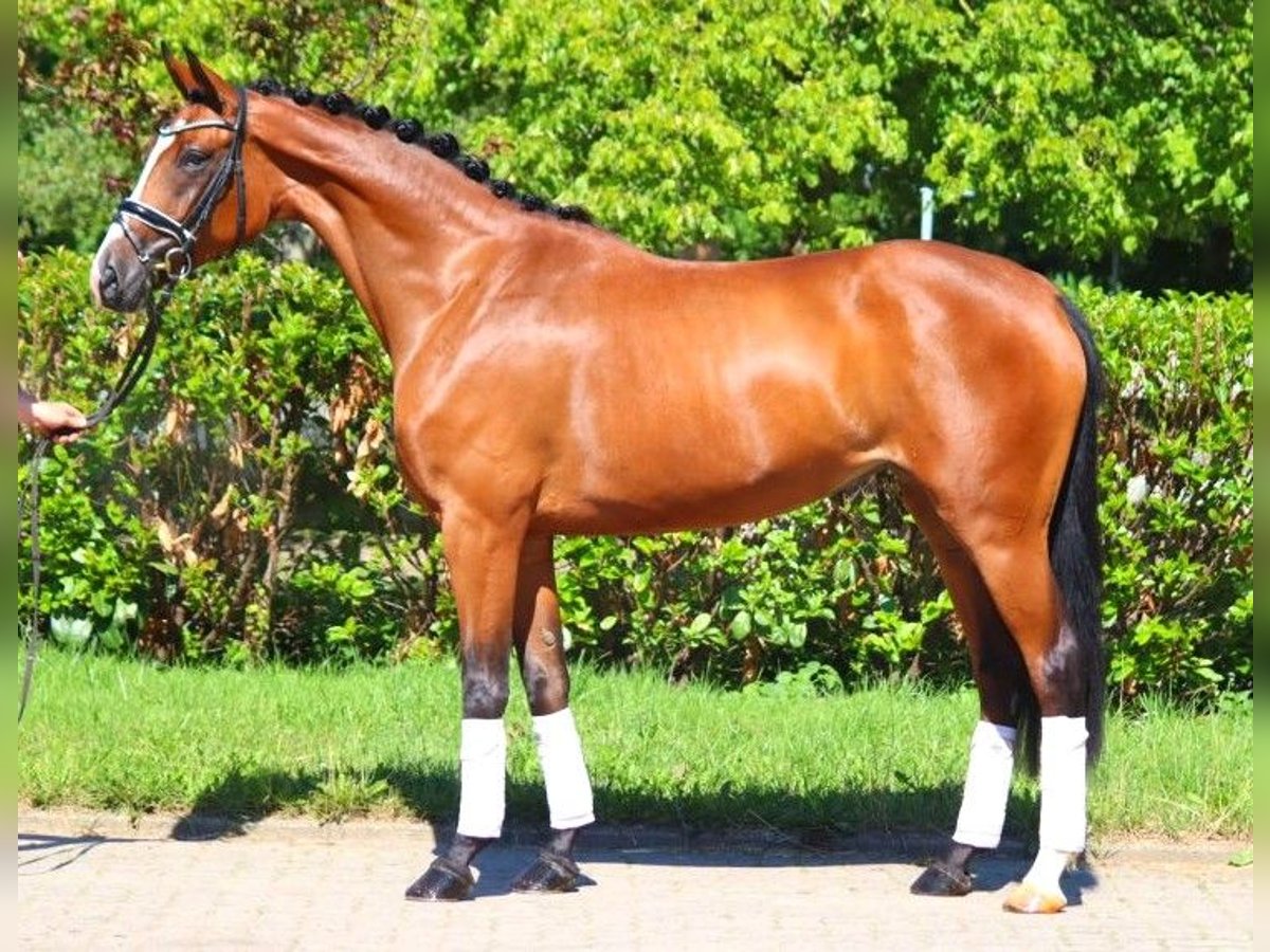 Hanoverian Mare 4 years 16,2 hh Brown in Selsingen