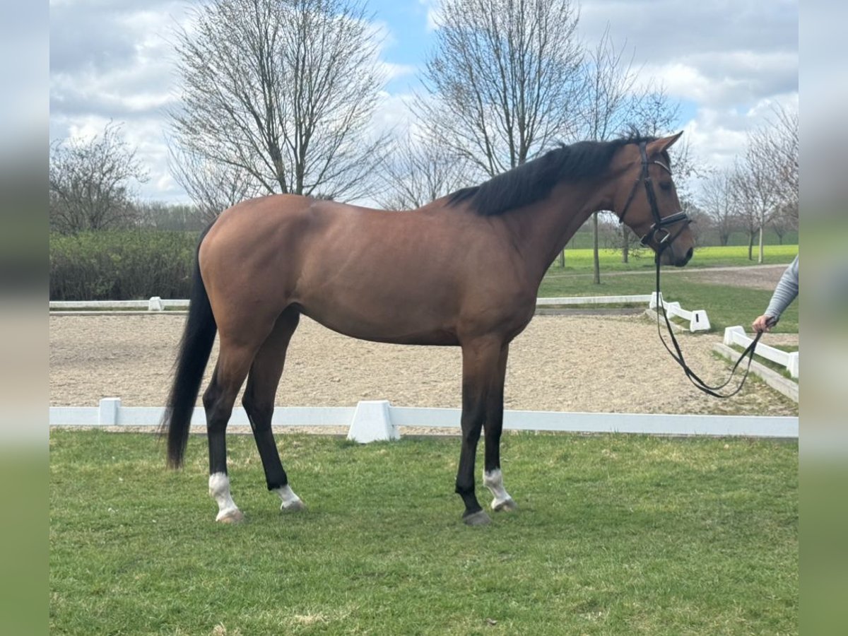 Hanoverian Mare 4 years 16,2 hh Brown in Dorsten