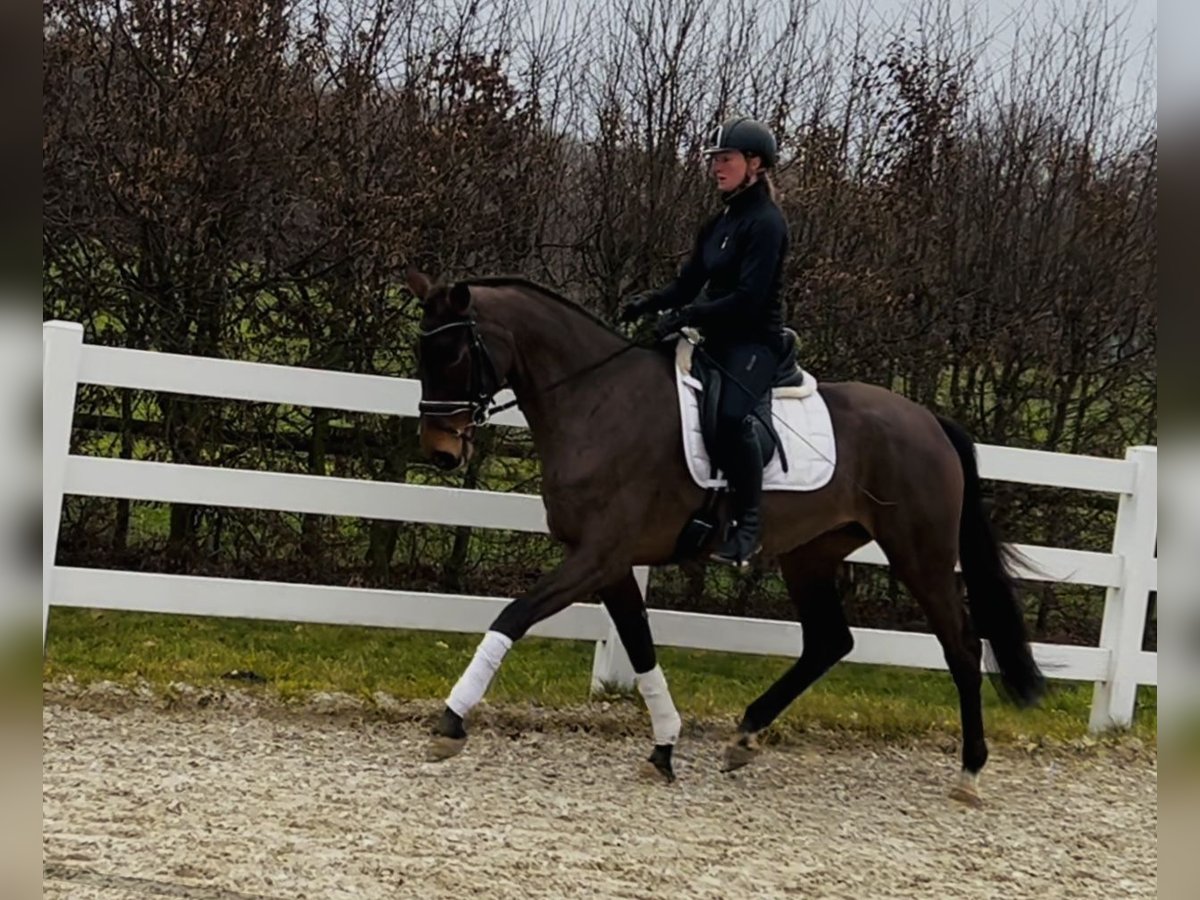 Hanoverian Mare 4 years 16,2 hh Brown in Landesbergen