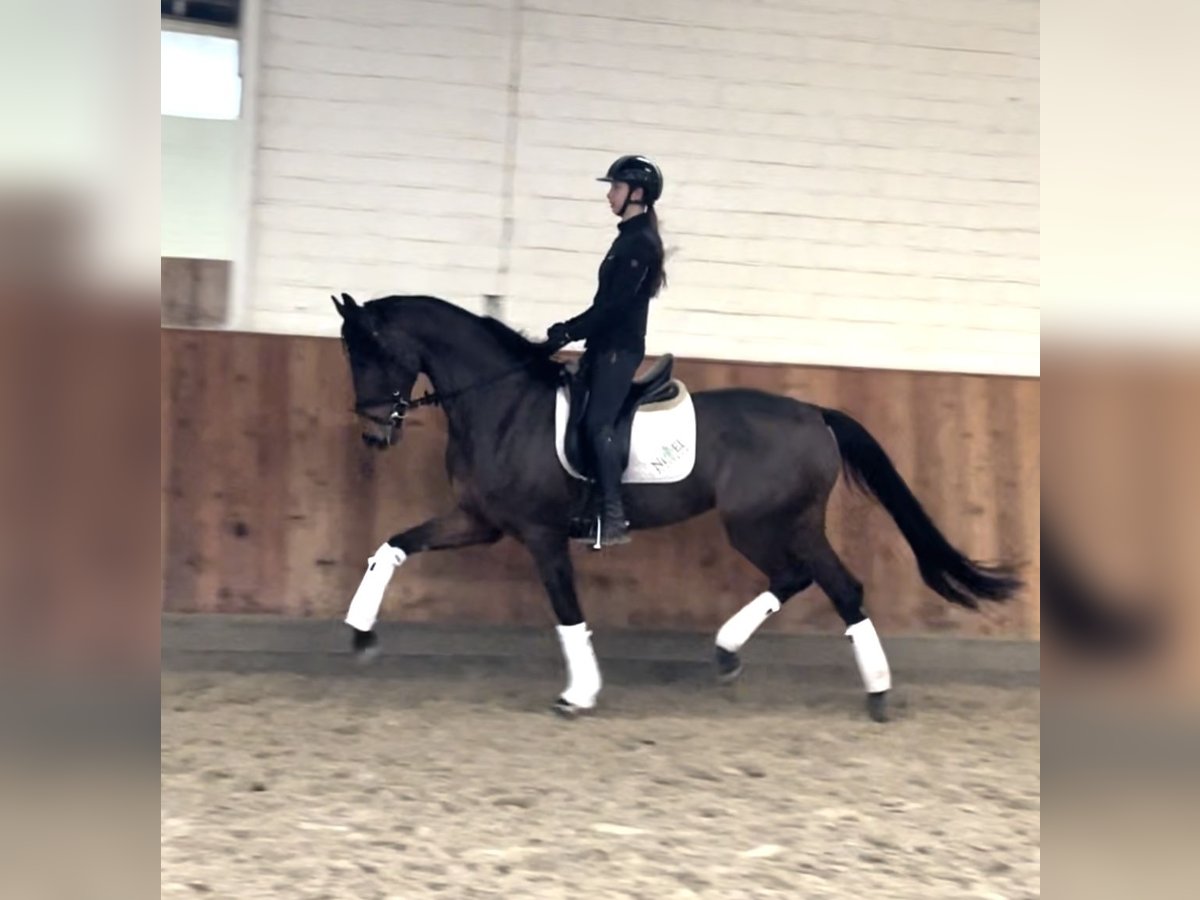 Hanoverian Mare 4 years 16,2 hh Brown in Krefeld