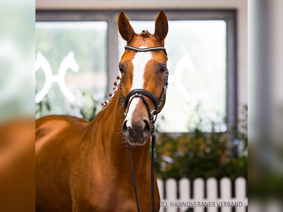 Hanoverian Mare 4 years 16,2 hh Chestnut-Red in Verden