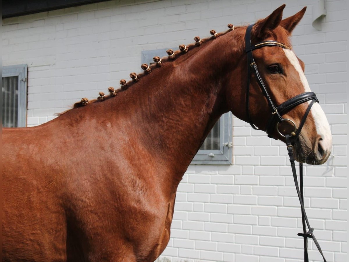 Hanoverian Mare 4 years 16,2 hh Chestnut-Red in Lüchow