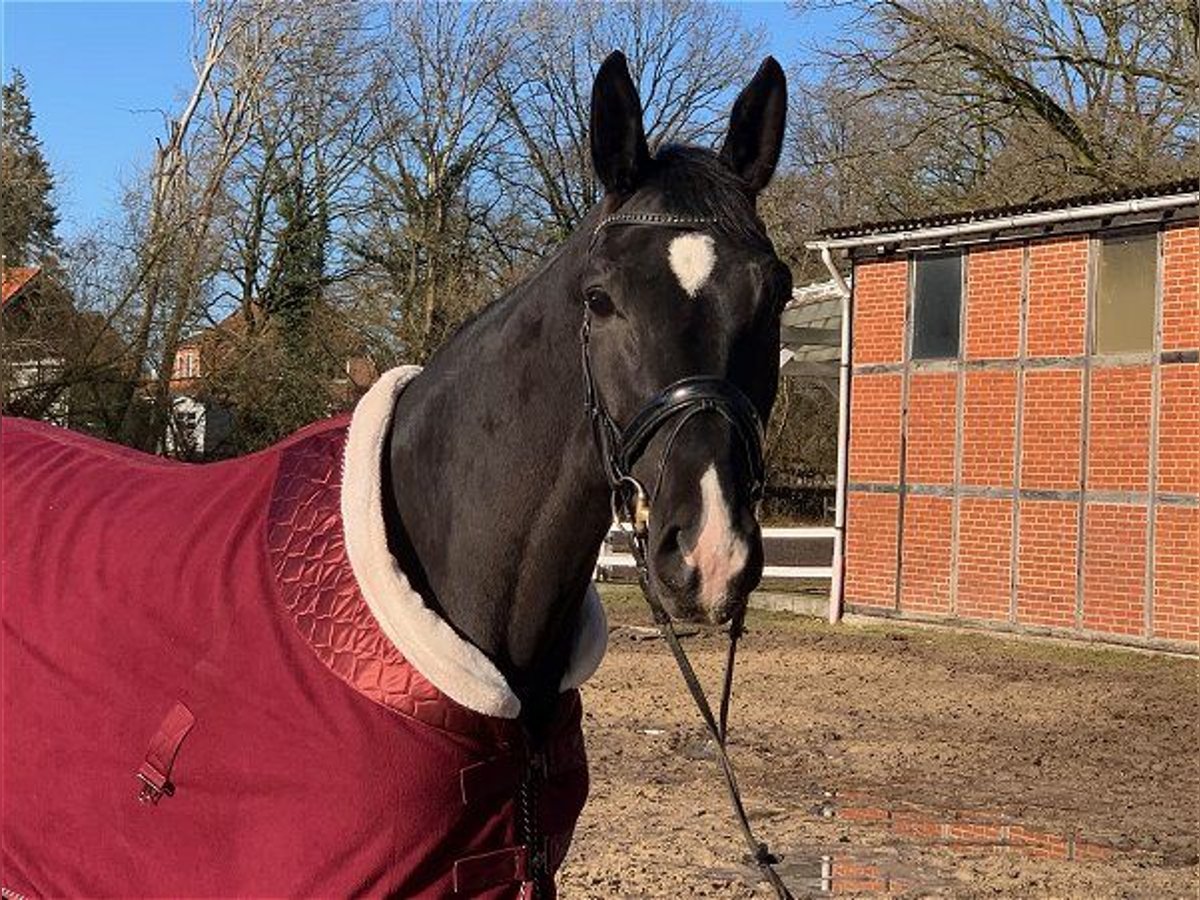 Hanoverian Mare 4 years 16,3 hh Black in Verden (Aller)