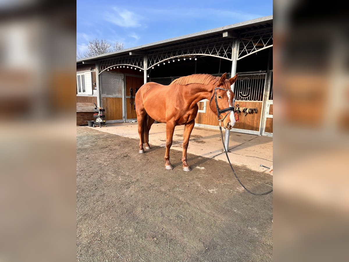 Hanoverian Mare 4 years 16,3 hh Chestnut-Red in Leipzig