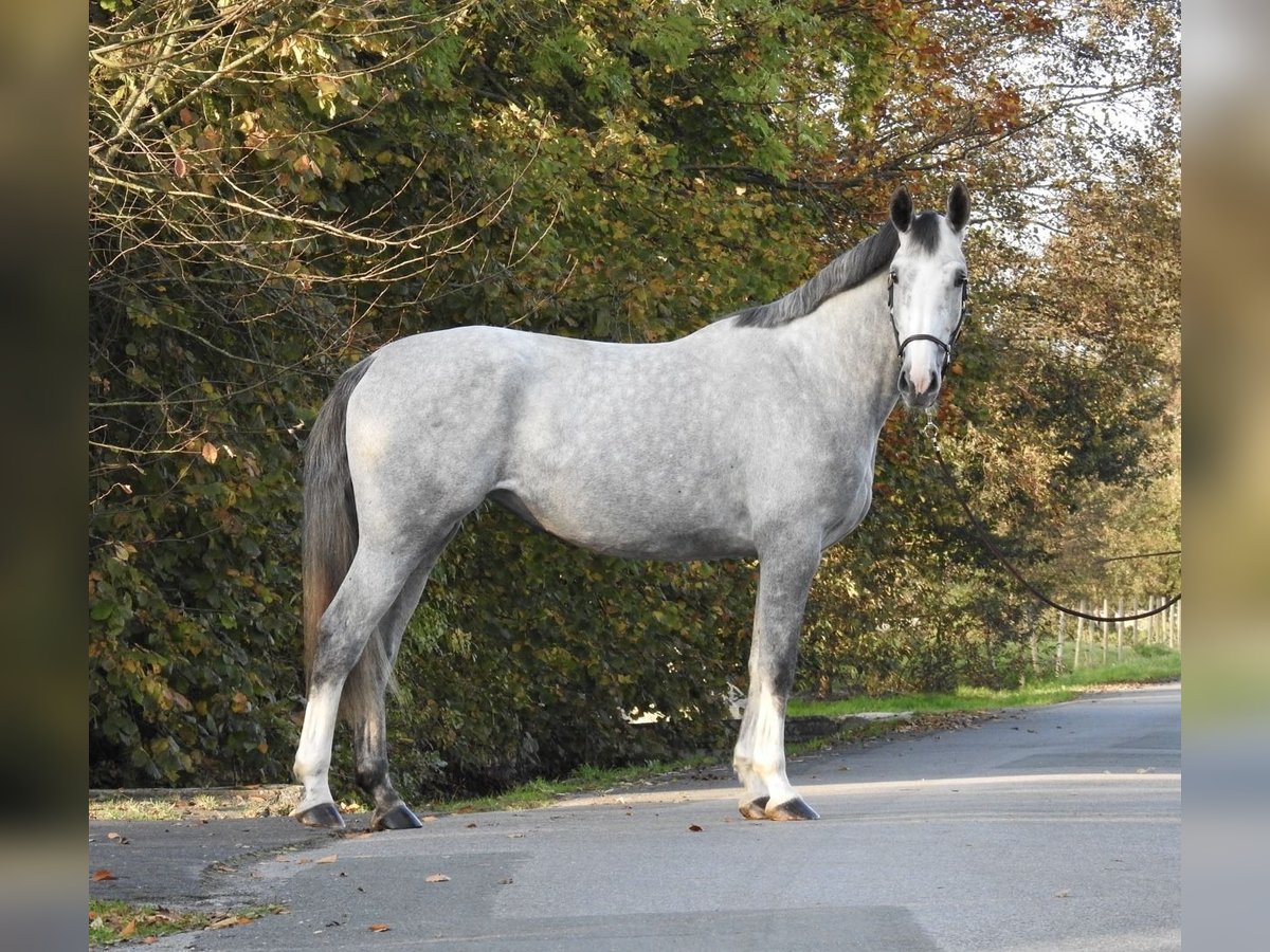 Hanoverian Mare 4 years 16,3 hh Gray in Verl