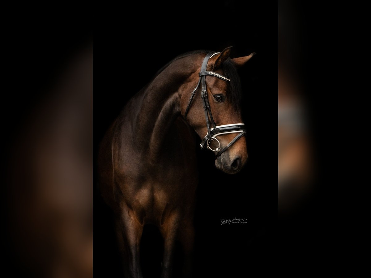 Hanoverian Mare 4 years 16 hh Bay-Dark in Bad Pyrmont