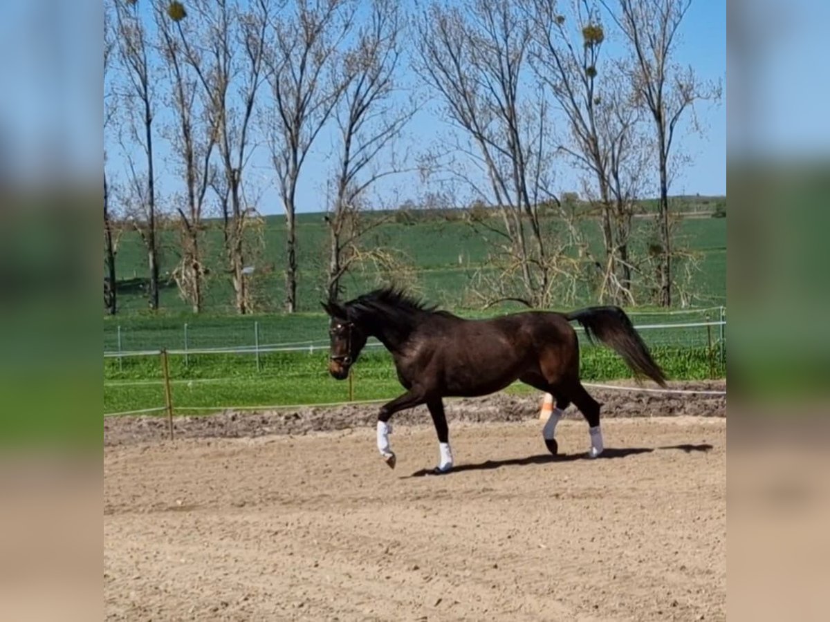 Hanoverian Mare 4 years 16 hh Bay-Dark in Magdeburg