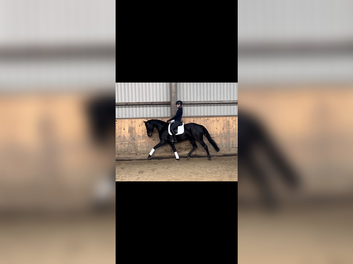 Hanoverian Mare 4 years 16 hh Bay-Dark in Marxen