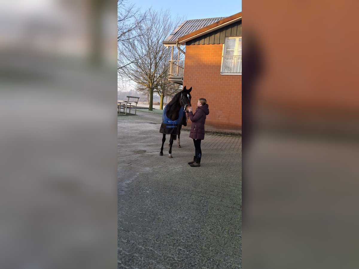 Hanoverian Mare 4 years 16 hh Bay-Dark in Neuenhaus