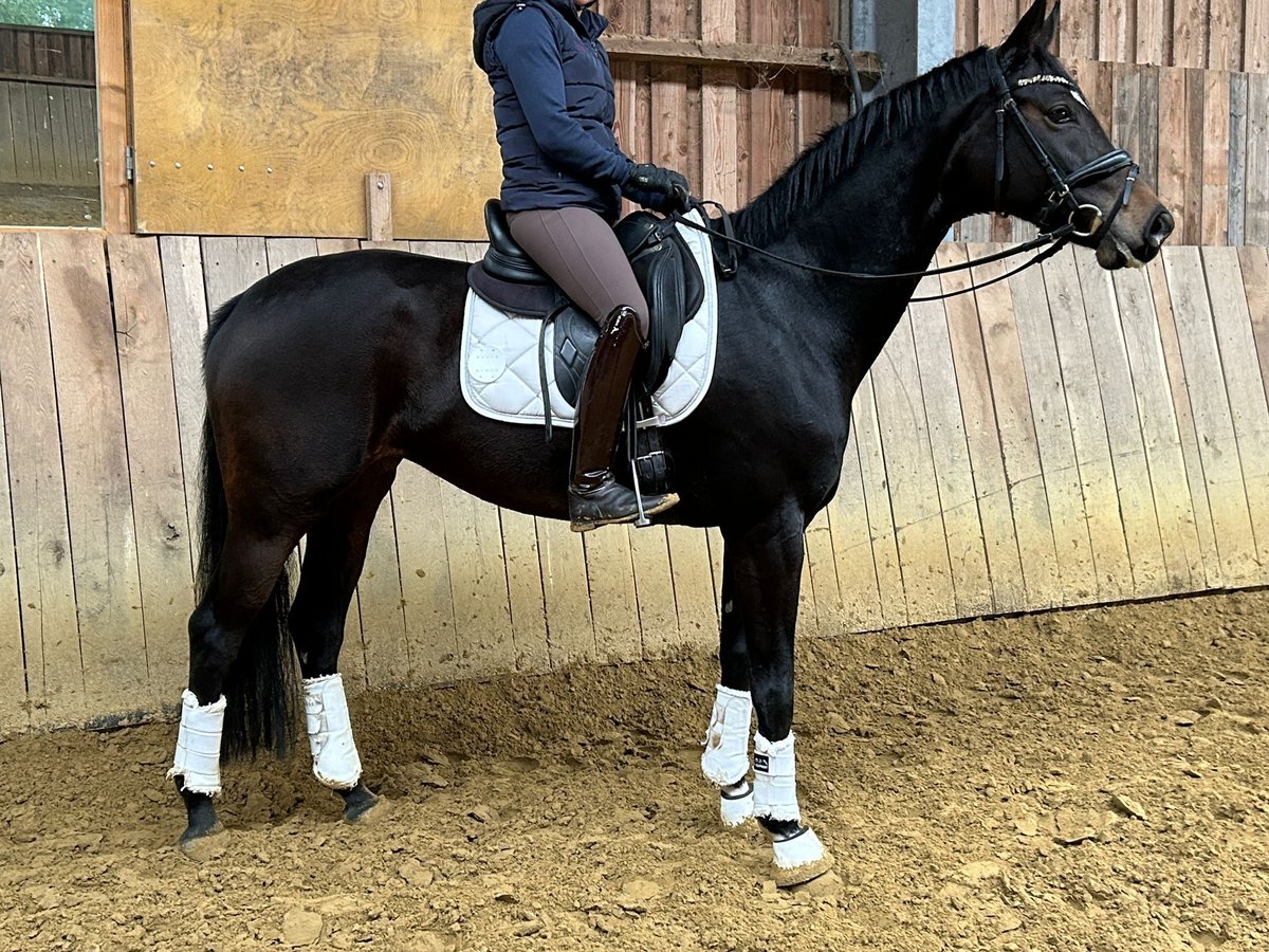 Hanoverian Mare 4 years 16 hh Bay-Dark in Üllő