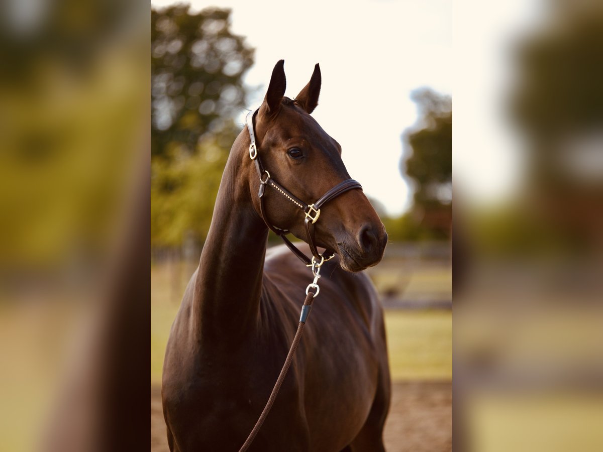 Hanoverian Mare 4 years 16 hh Bay-Dark in Br&#xF6;then