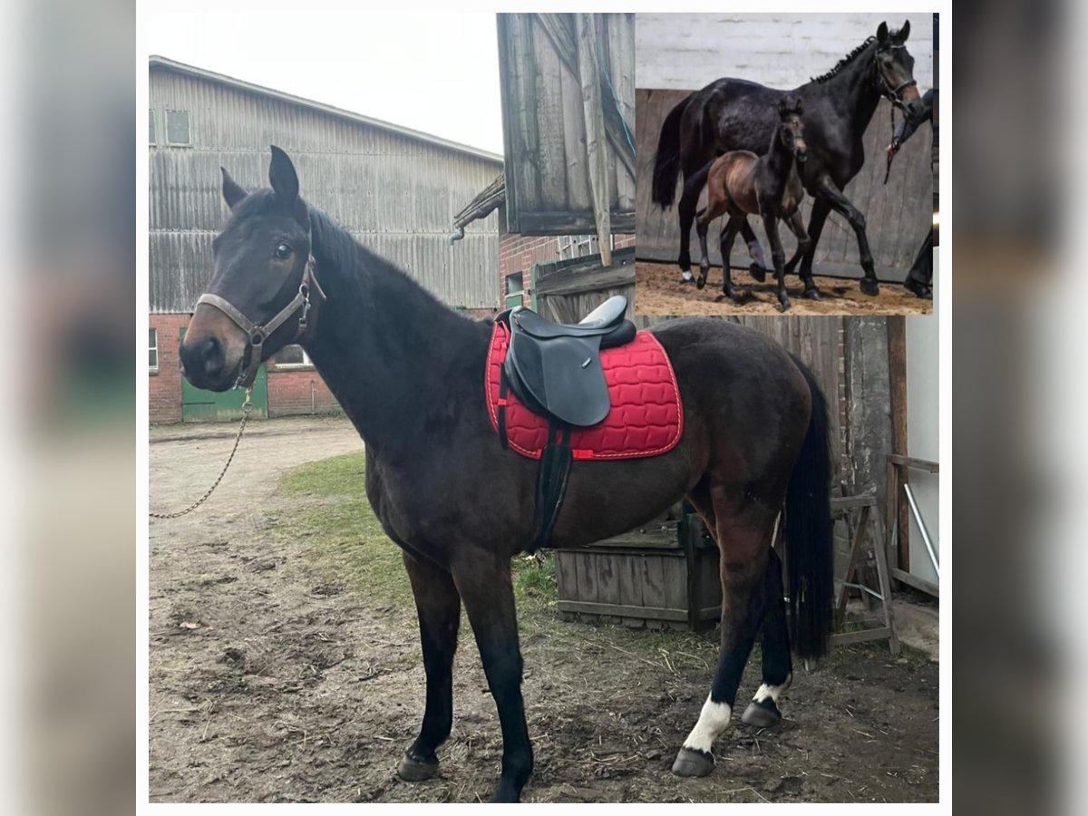 Hanoverian Mare 4 years 16 hh Bay-Dark in WingstWingst