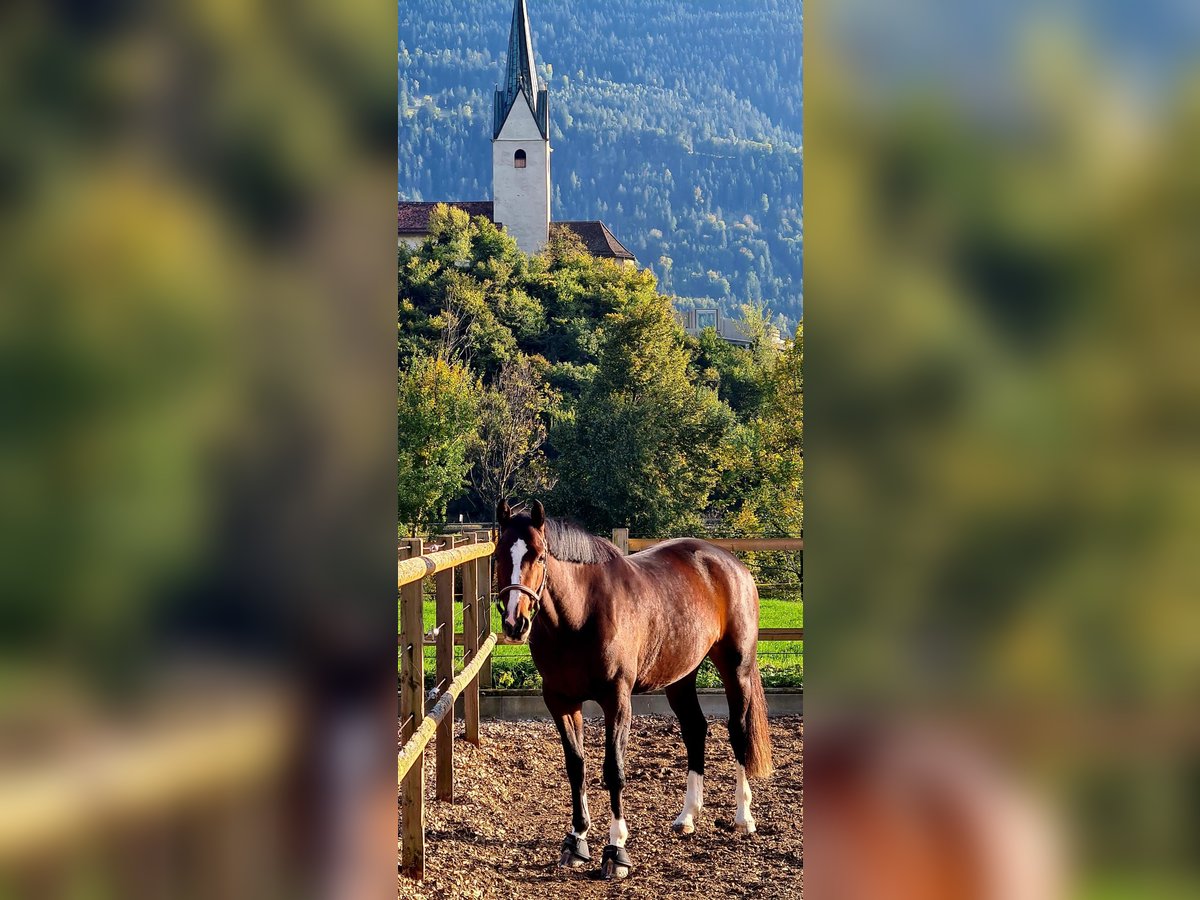 Hanoverian Mare 4 years 16 hh Bay-Dark in Igis