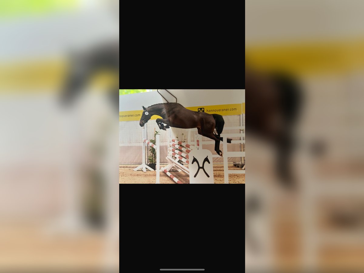 Hanoverian Mare 4 years 16 hh Bay-Dark in Lohne (Oldenburg)Lohne