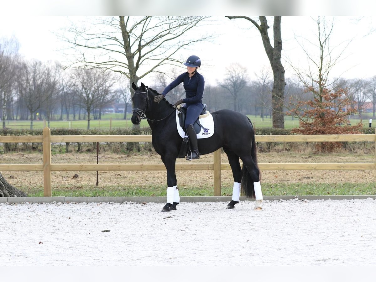 Hanoverian Mare 4 years 16 hh Black in Langenhagen