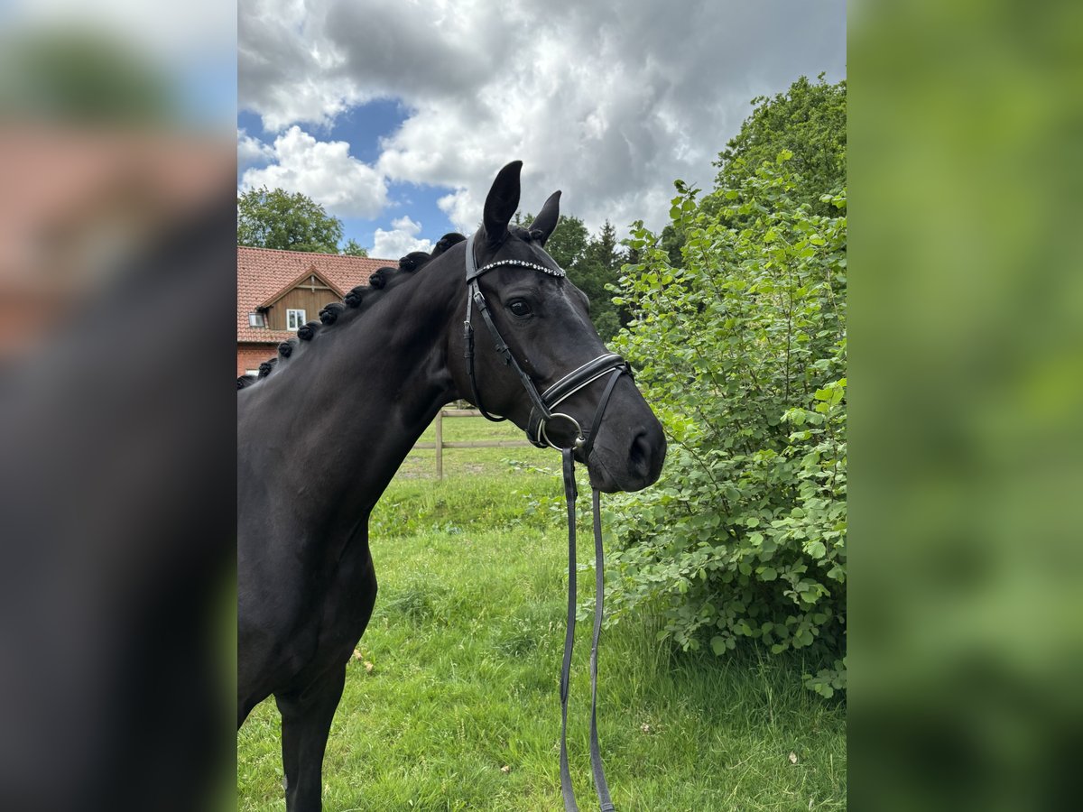 Hanoverian Mare 4 years 16 hh Black in Kirchlinteln