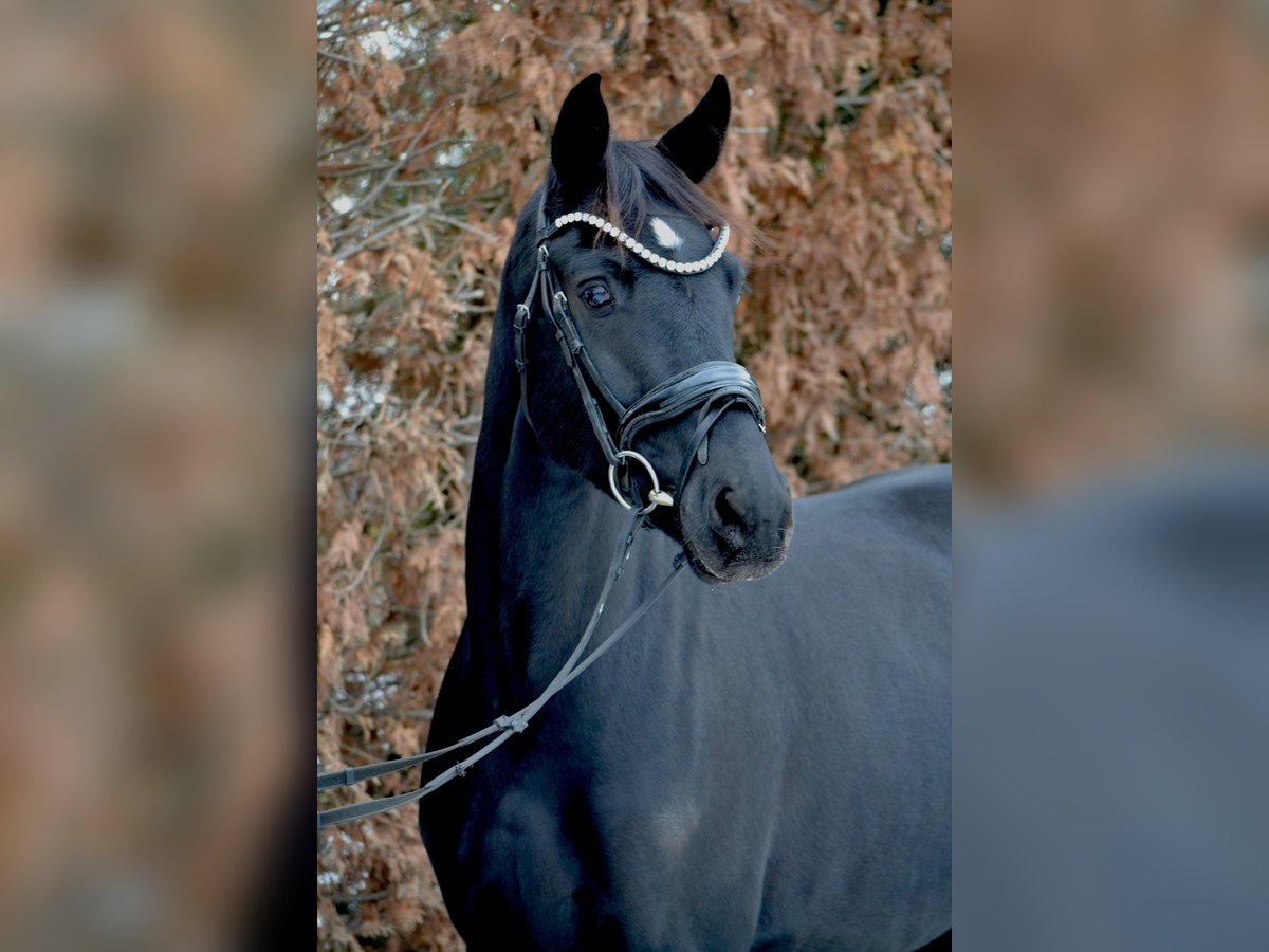 Hanoverian Mare 4 years 16 hh Black in Oyten