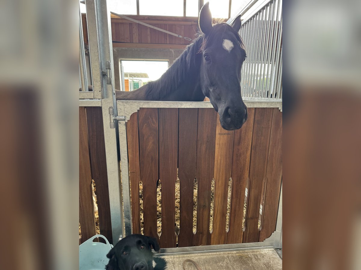 Hanoverian Mare 4 years 16 hh Black in Oer-Erkenschwick