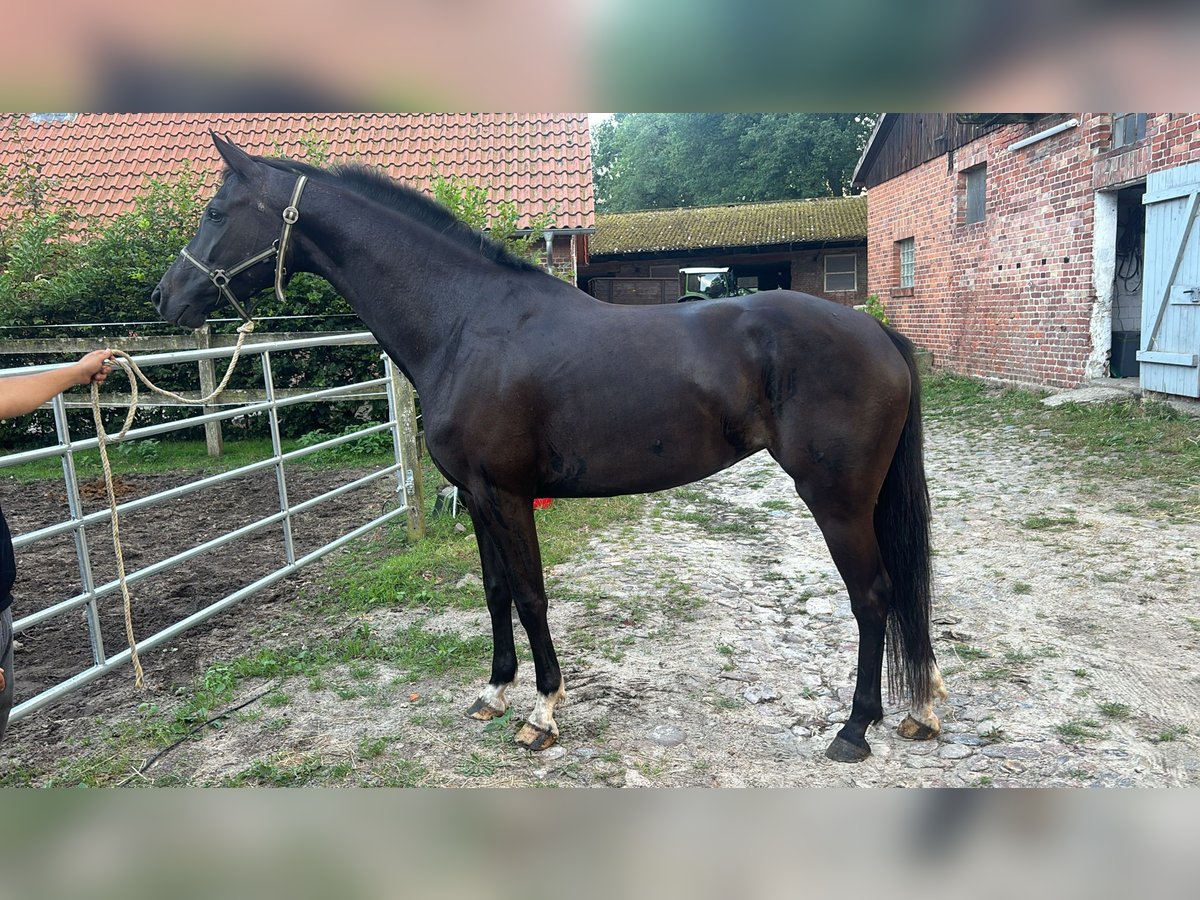 Hanoverian Mare 4 years 16 hh Black in Vahlde