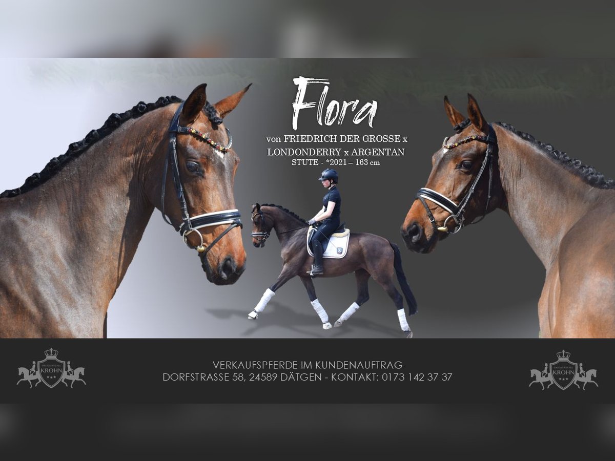Hanoverian Mare 4 years 16 hh Brown in Dätgen