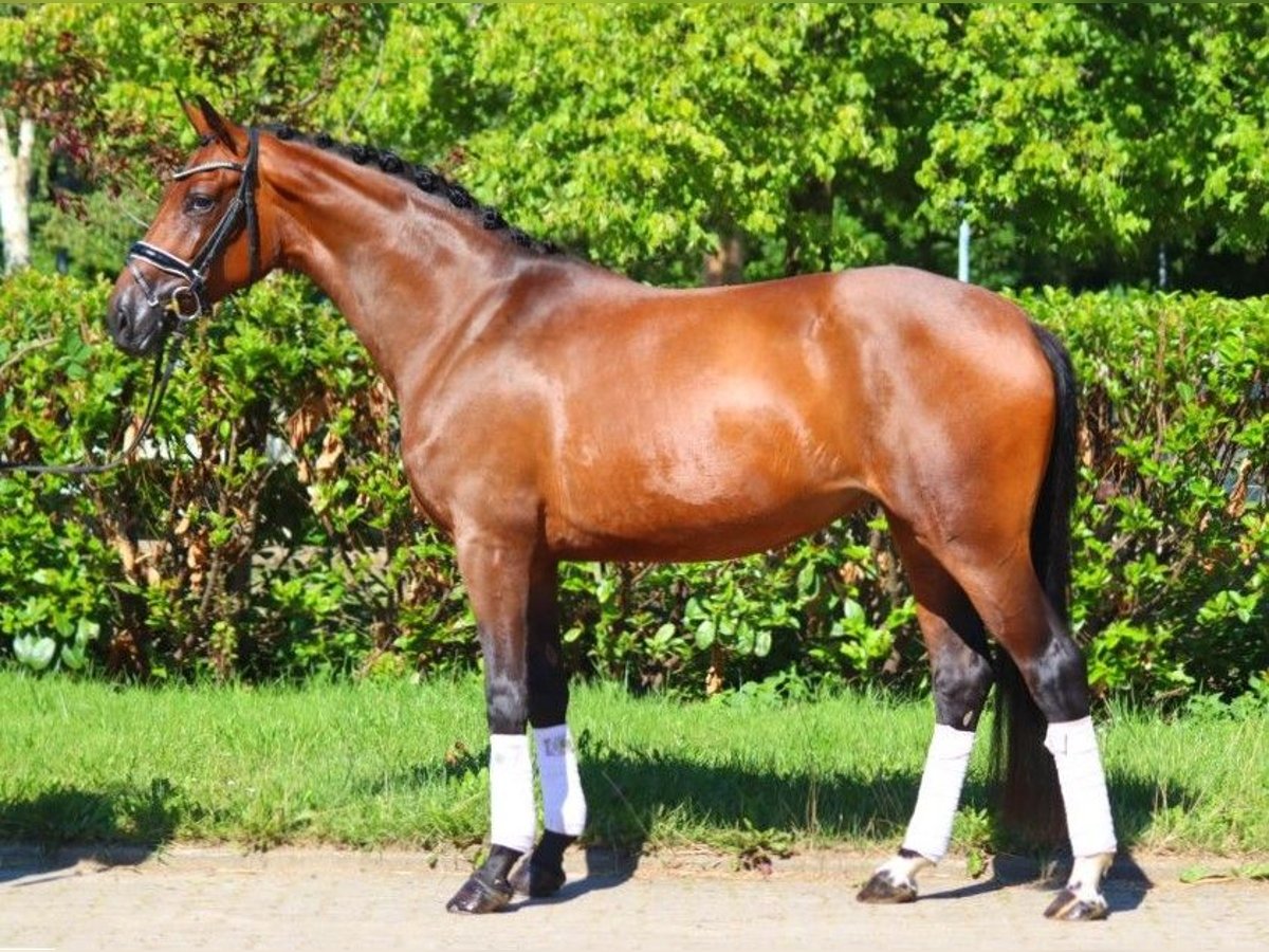 Hanoverian Mare 4 years 16 hh Brown in Selsingen