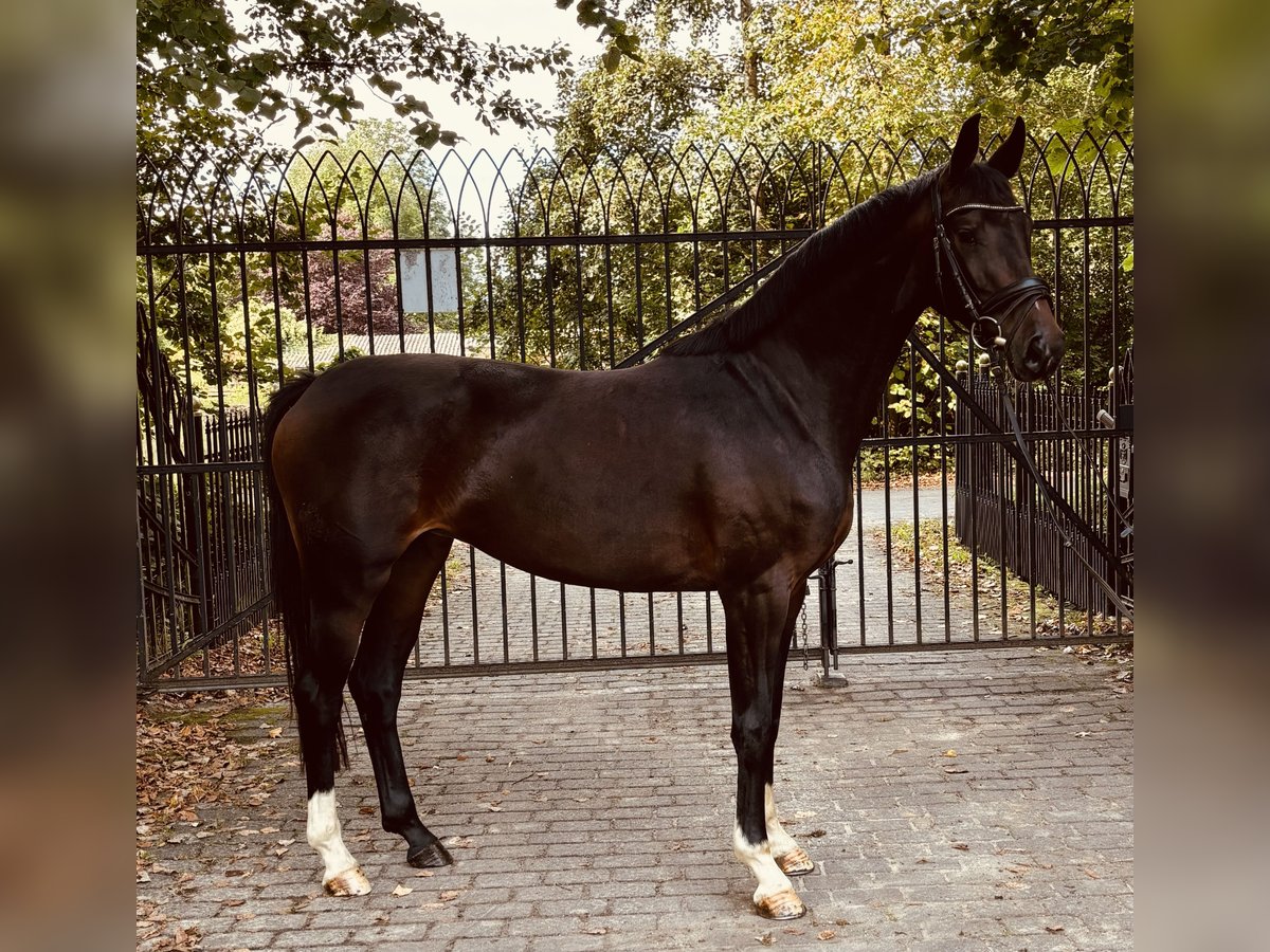 Hanoverian Mare 4 years 16 hh Brown in Heiligenstedten