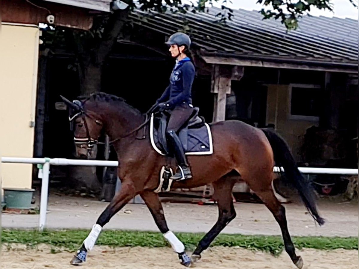 Hanoverian Mare 4 years 16 hh Brown in Markersdorf