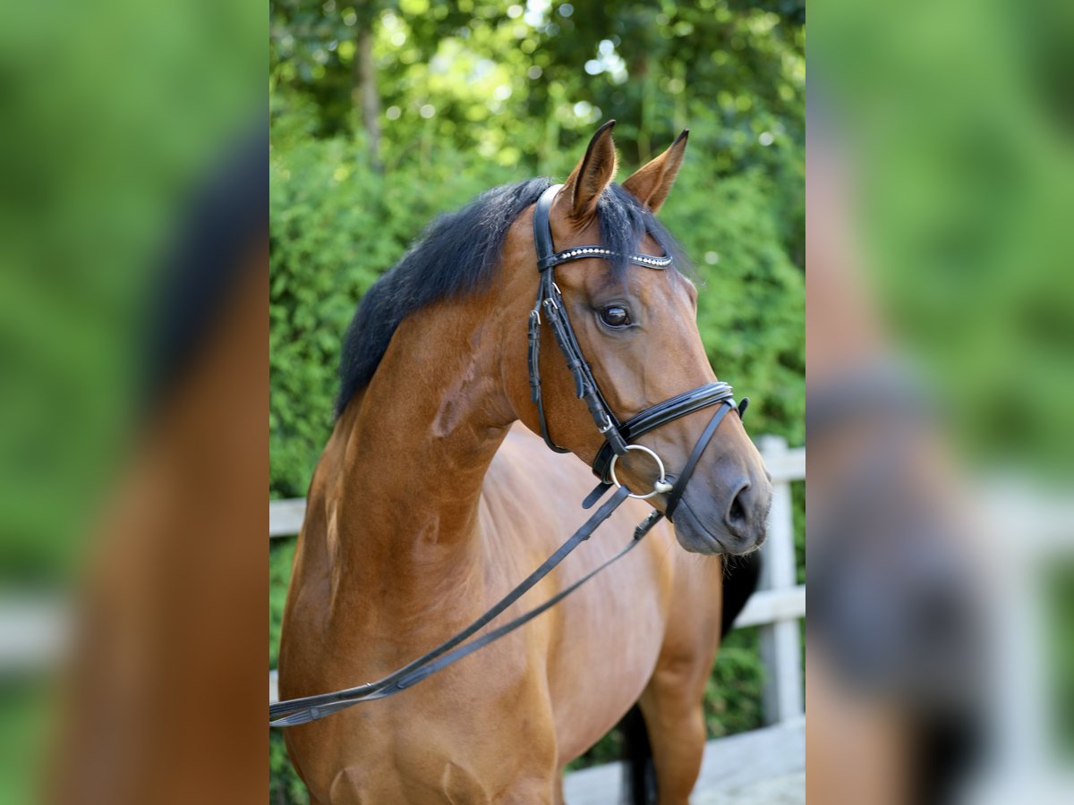 Hanoverian Mare 4 years 16 hh Brown in Lohne (Oldenburg)