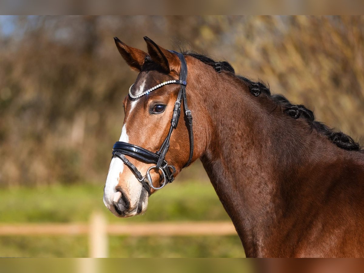 Hanoverian Mare 4 years 16 hh Brown in Riedstadt