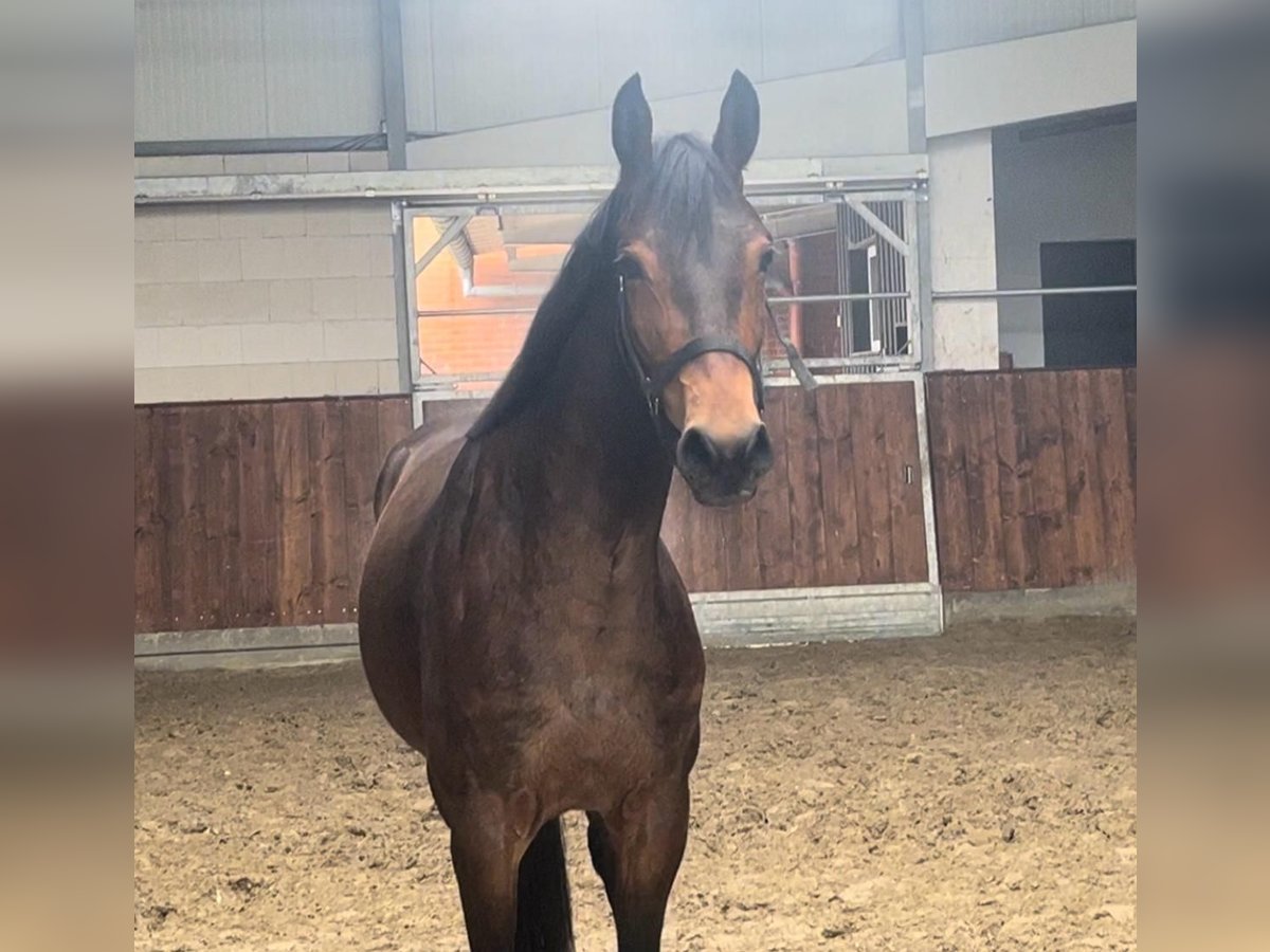 Hanoverian Mare 4 years 16 hh Brown in Vechta