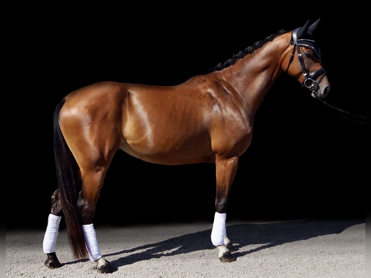 Hanoverian Mare 4 years 16 hh Brown in Wachtendonk