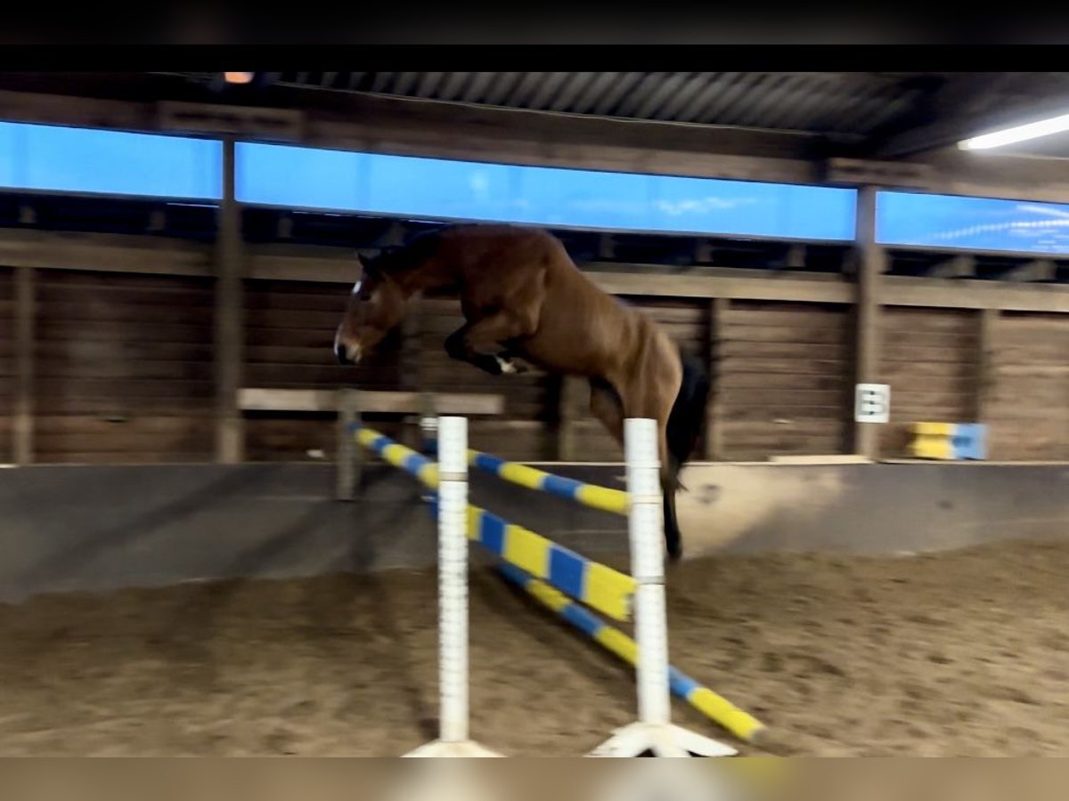 Hanoverian Mare 4 years 16 hh Brown in Bremervörde