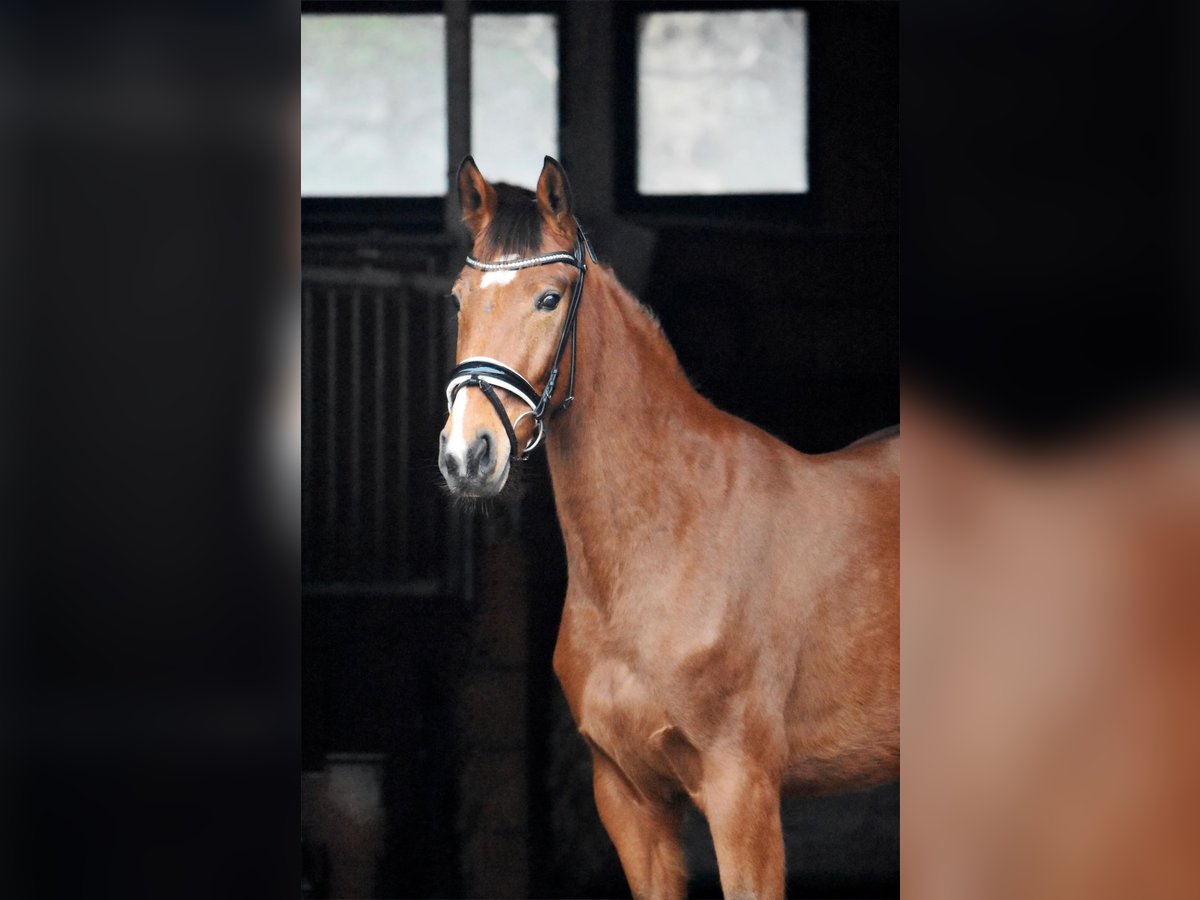 Hanoverian Mare 4 years 16 hh Brown in Bremerv&#xF6;rde