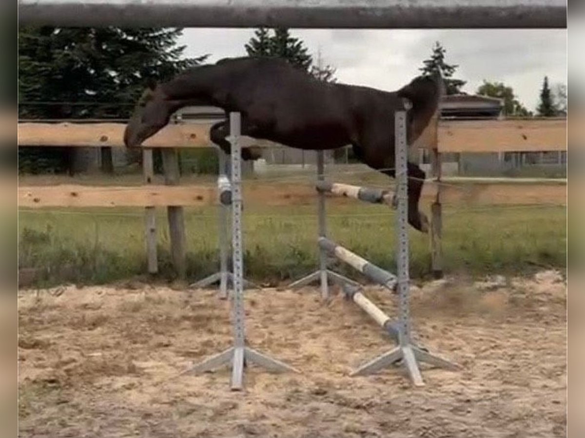 Hanoverian Mare 4 years 16 hh Can be white in Kl&#xF6;tze