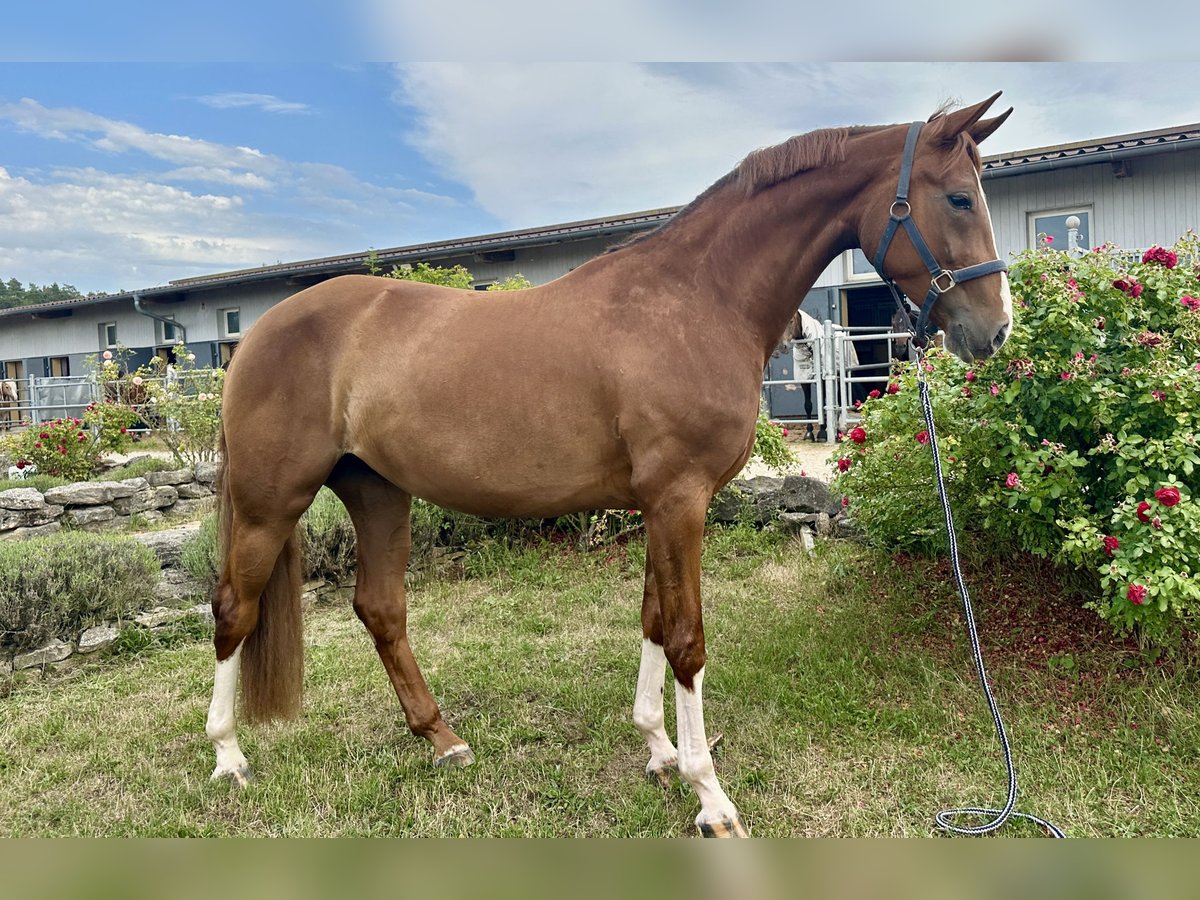Hanoverian Mare 4 years 16 hh Chestnut in W&#xFC;rzburg