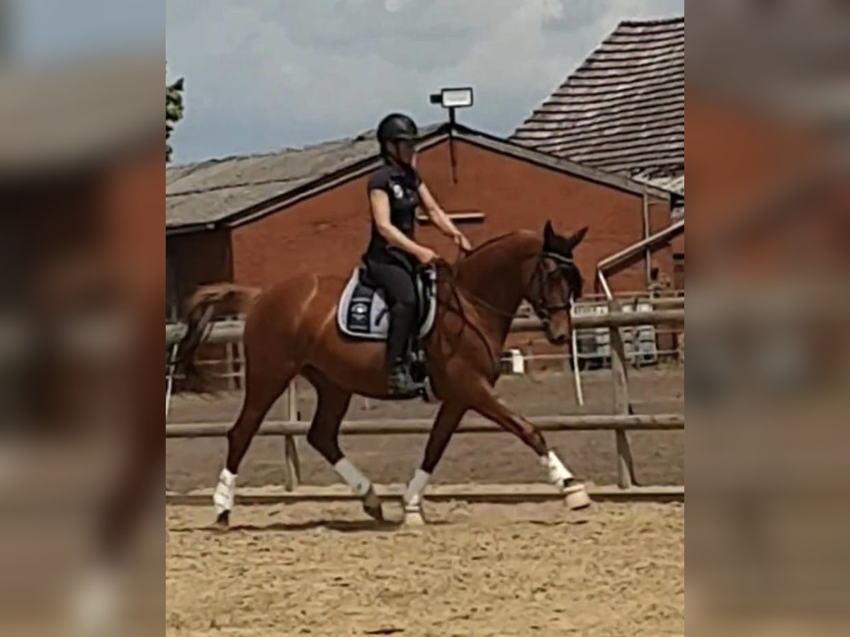 Hanoverian Mare 4 years 16 hh Chestnut-Red in Auetal BorstelAuetal