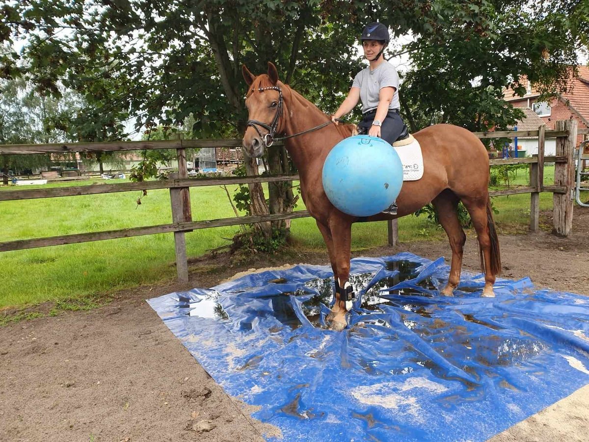 Hanoverian Mare 4 years 16 hh Chestnut-Red in Elmlohe