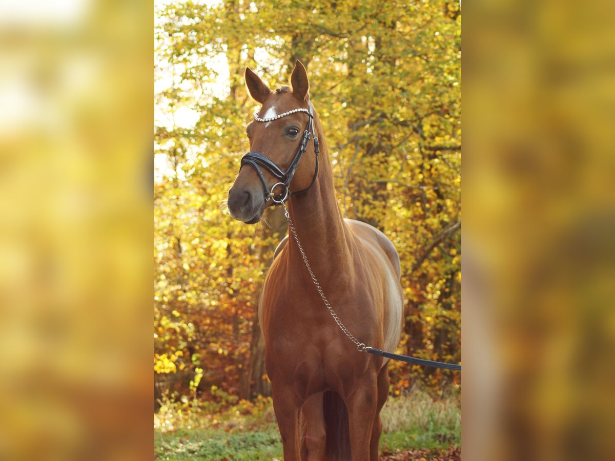 Hanoverian Mare 4 years 16 hh Chestnut-Red in Gleichen