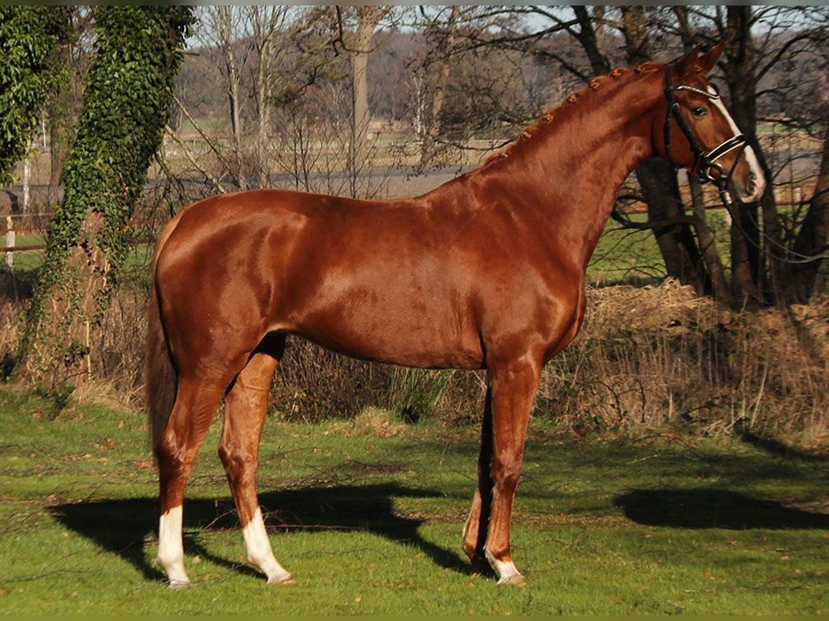 Hanoverian Mare 4 years 16 hh Chestnut-Red in Selsingen