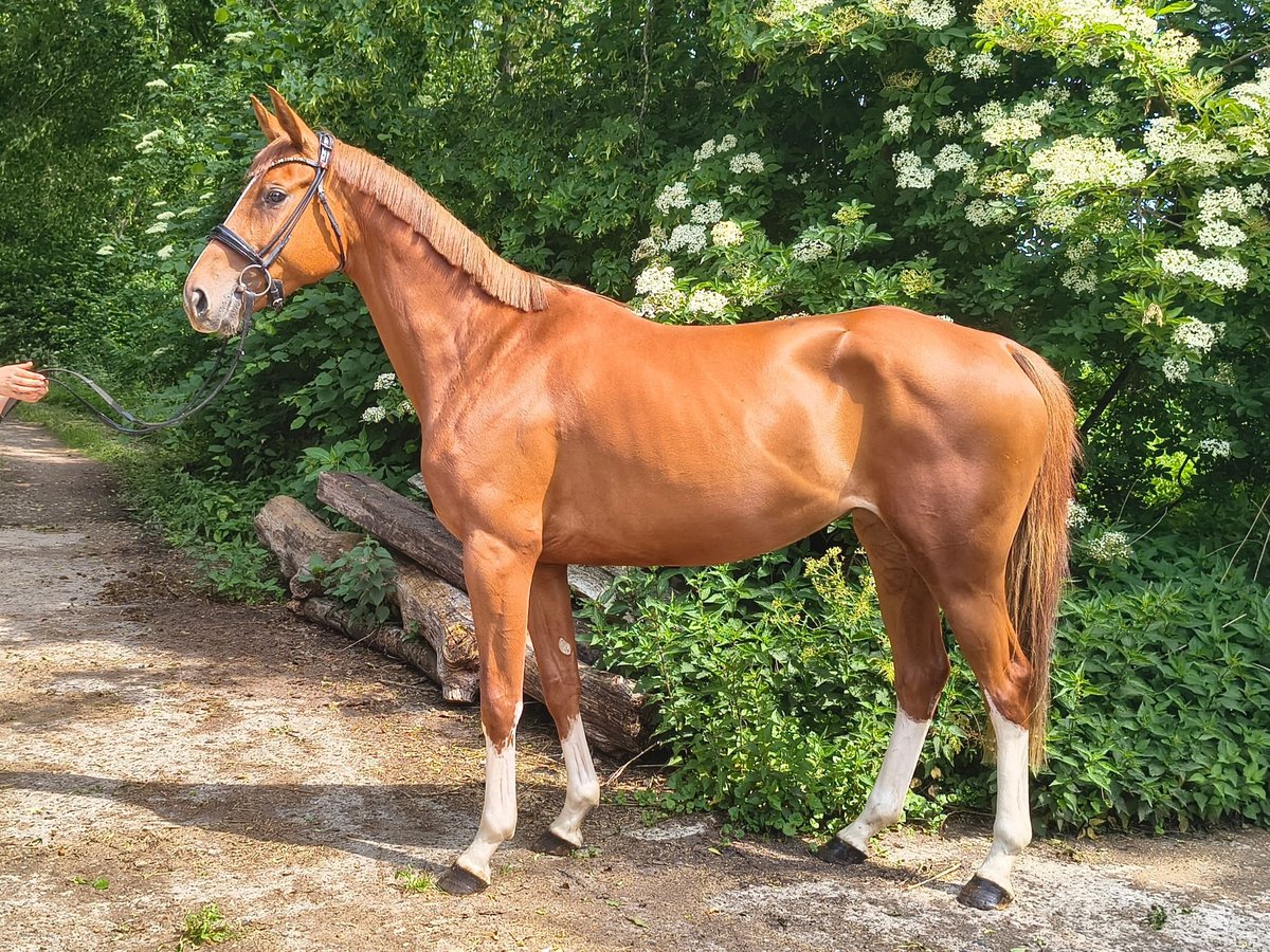 Hanoverian Mare 4 years 16 hh Chestnut-Red in Belum