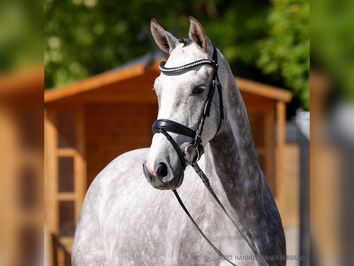 Hanoverian Mare 4 years 16 hh Chestnut-Red in Verden