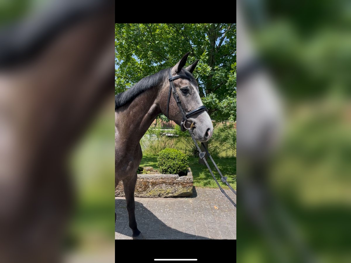 Hanoverian Mare 4 years 16 hh Gray-Dapple in Altenberge