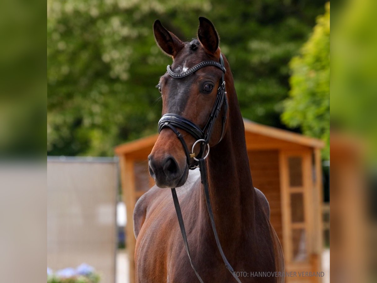 Hanoverian Mare 4 years 16 hh Gray in Verden